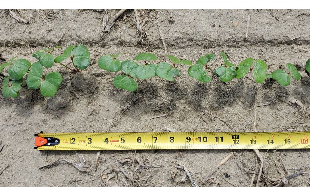Alabama Cotton Seeding Rate Trial Summary