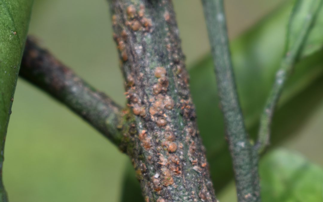 Dormant Sprays Protect Fruit Trees from Future Insects and Diseases