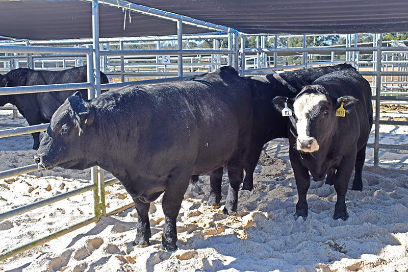 2023 Florida Bull Test Sale – January 14