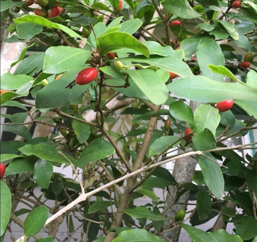 Friday Feature Miracle Fruit for Chemo Patients Panhandle Agriculture