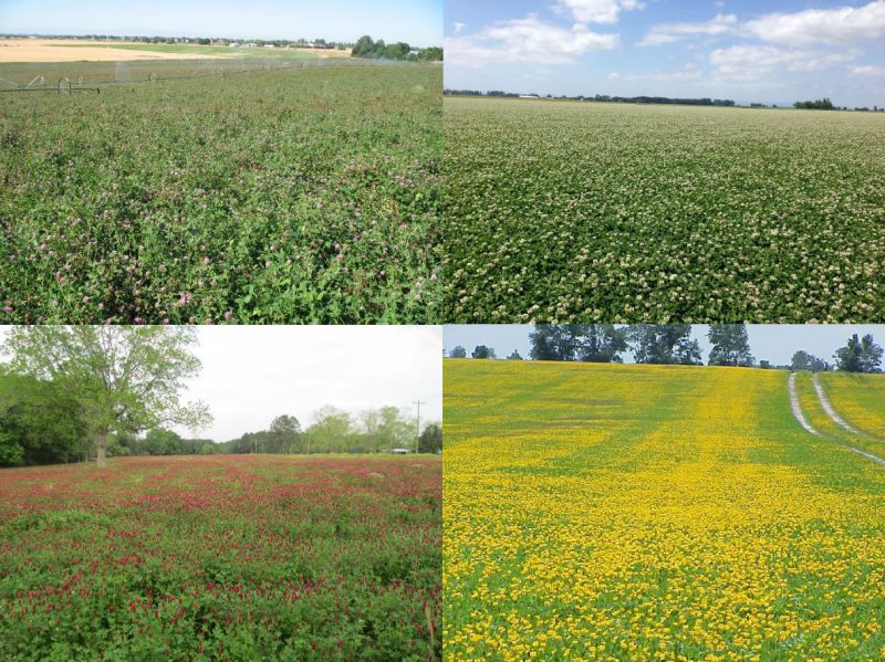 Forage Legumes of the southeast