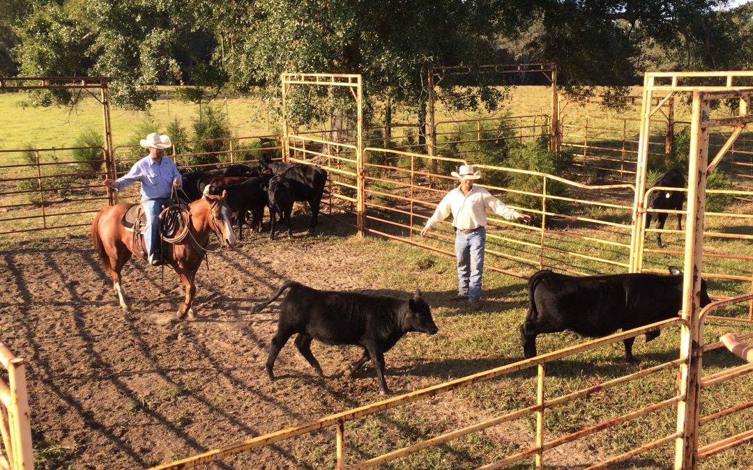 3 Reasons to Weigh Your Mature Cow Herd