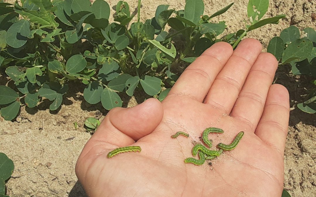 Worms in Young Peanuts – Are they Tobacco Budworms, Corn Earworms, or Velvetbean Caterpillars? ID is Essential for Control