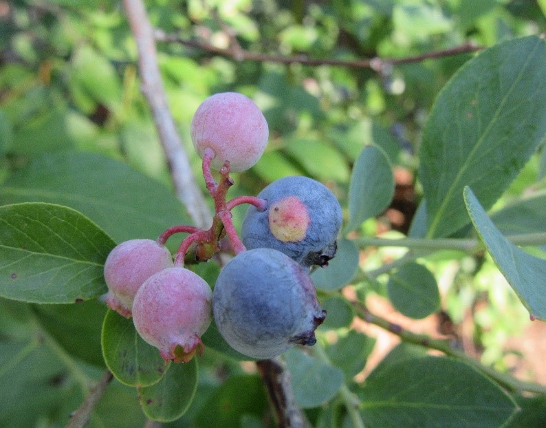 Figure 2 Exobasidium spot on blueberry close up