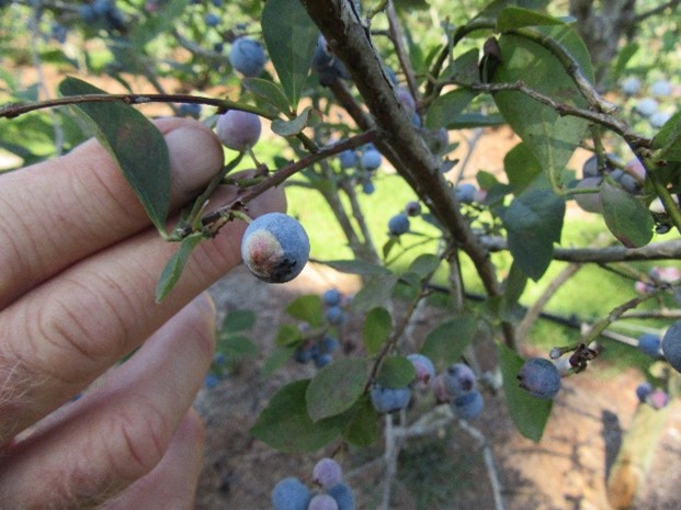 What are the White Spots on my Blueberries?  Exobasidium Fruit Spot