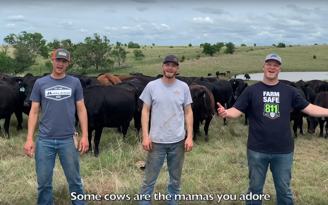 Friday Double Feature:  Peterson Brothers’ Some Cows and Cows Dance Videos