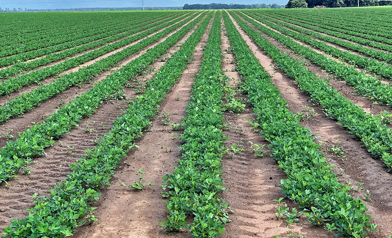 Peanut Mid-Season Weed Control Options and Considerations
