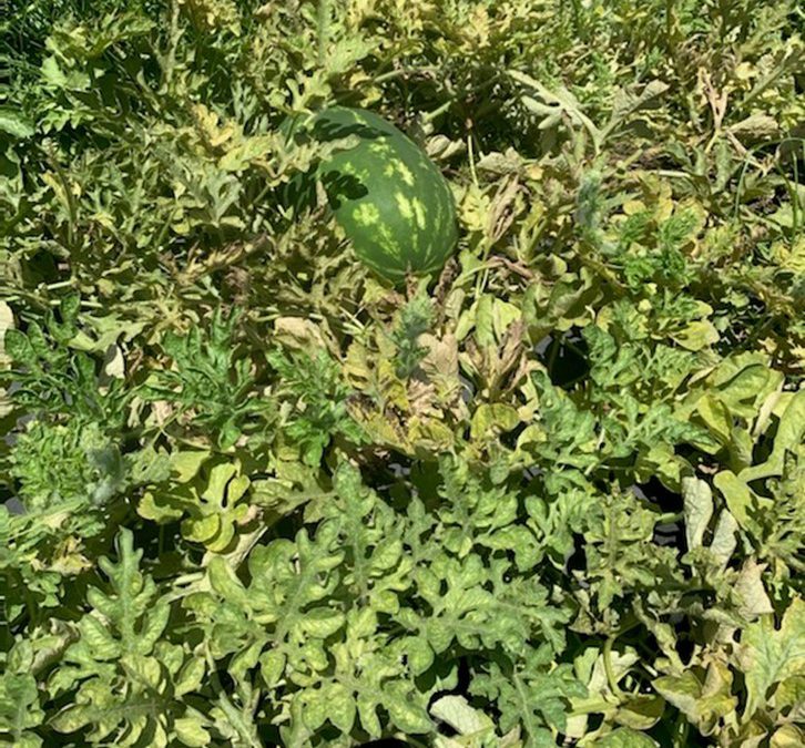 June 14 Watermelon Crop Update