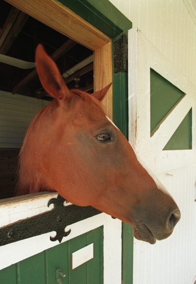 Horse with head out of stall