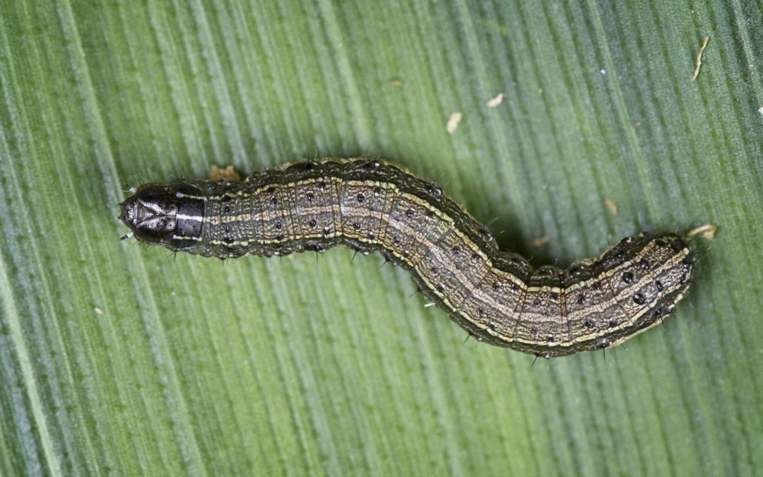 An Army of Worms are Munching through Hay Fields across the South