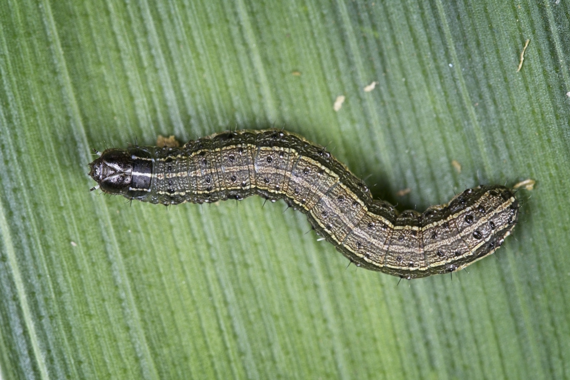 Fall Armyworm larva