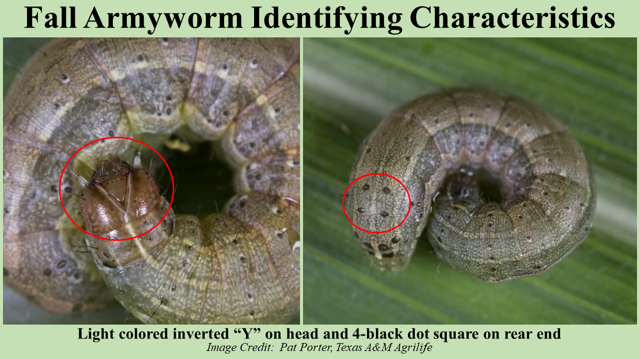 Fall Armyworm Identifying Characteristics