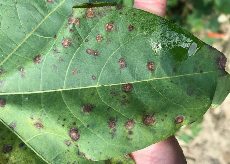 Time to Protect your Cotton from Premature Defoliation due to Foliar Diseases