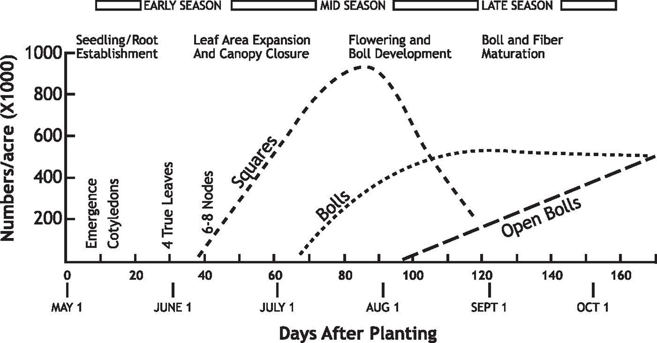 Phases of Cotton development chart