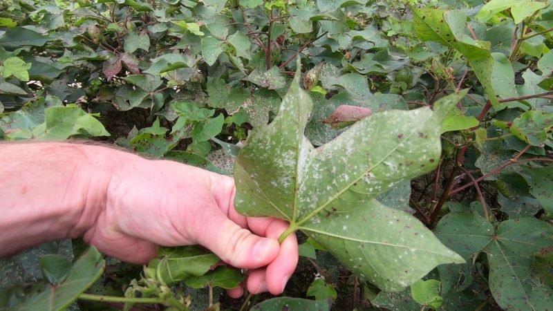 reolate mildew on cotton leaf