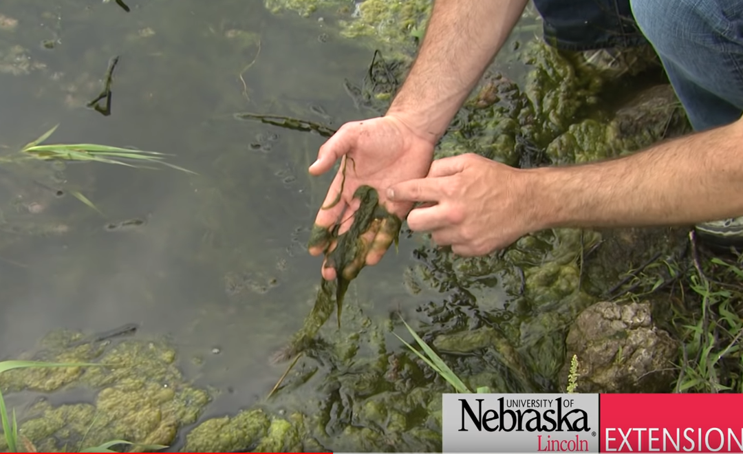 Friday Feature:  Controlling Algae and Weeds in Ponds
