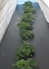 Strawberries under a homemade "low tunnel" system to prevent frost from damaging fruit. Image Credit: Matthew Orwat, UF / IFAS Extension Washington County 