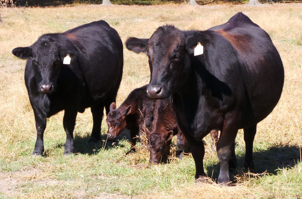 Increasing Cow/Calf Revenue with Reproductive Management | Panhandle ...