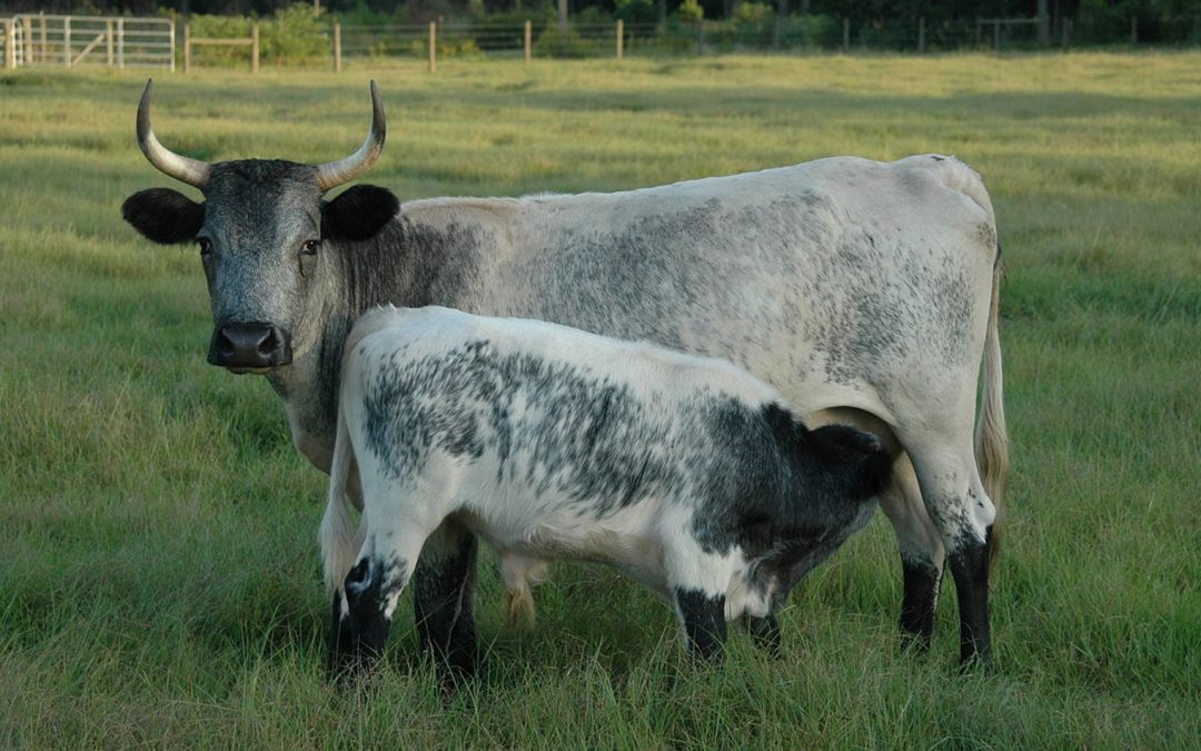 Friday Feature:  Florida Cracker Cattle – A Spanish Legacy