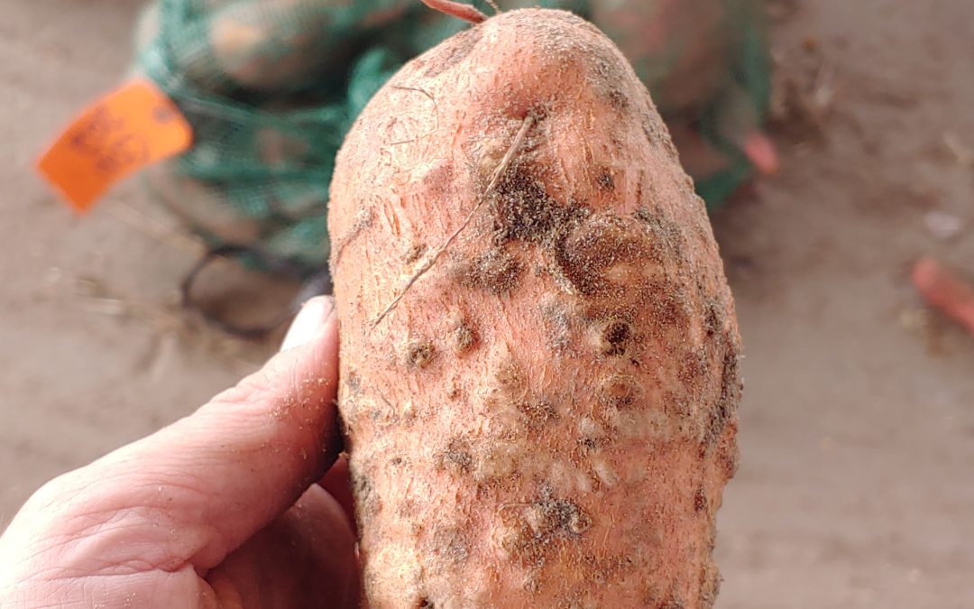 Nematicide Efficacy for Managing Southern Root-knot Nematodes in Sweetpotato