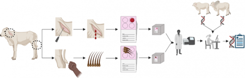 Genetic Testing Of Beef Cattle For Parentage, Inherited Traits, And ...