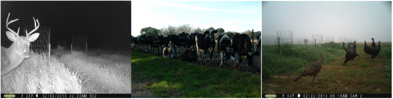 cool-season forage header photo