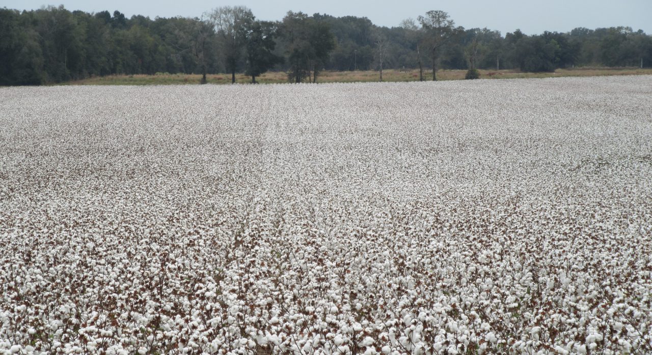Defoliated Cotton Field