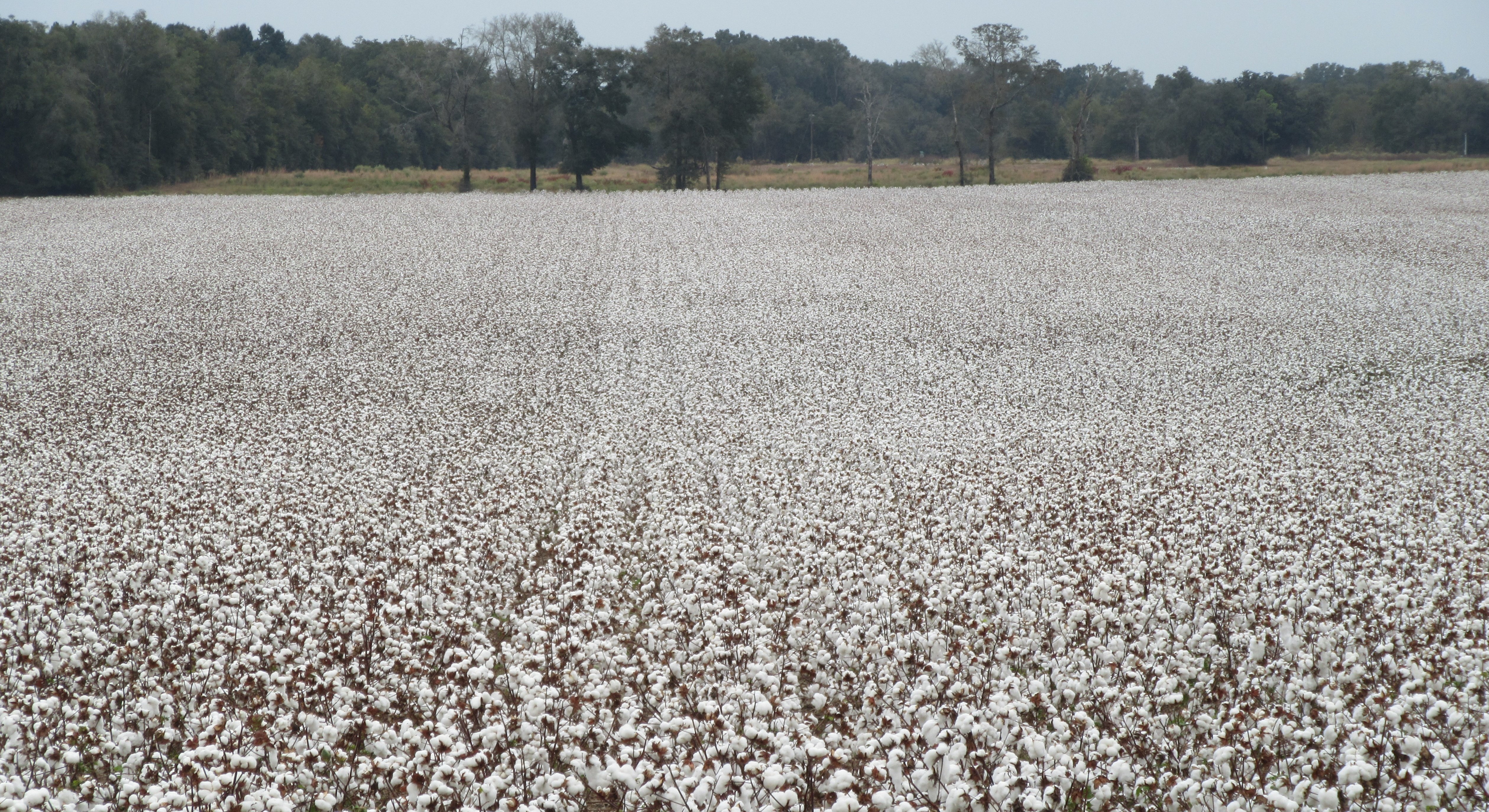 Application of Cotton Defoliation Aids in Alabama - Alabama