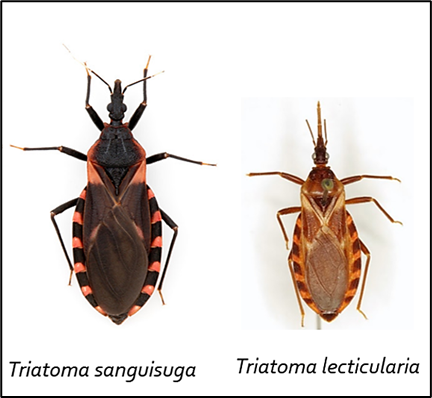 Chagas Disease – A Health Risk for Rural People in the Southeastern U.S.