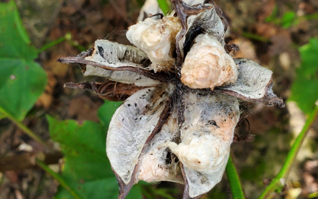 2021 Cotton Production Issues in the Western Panhandle