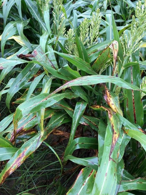 Anthracnose in Sorghum