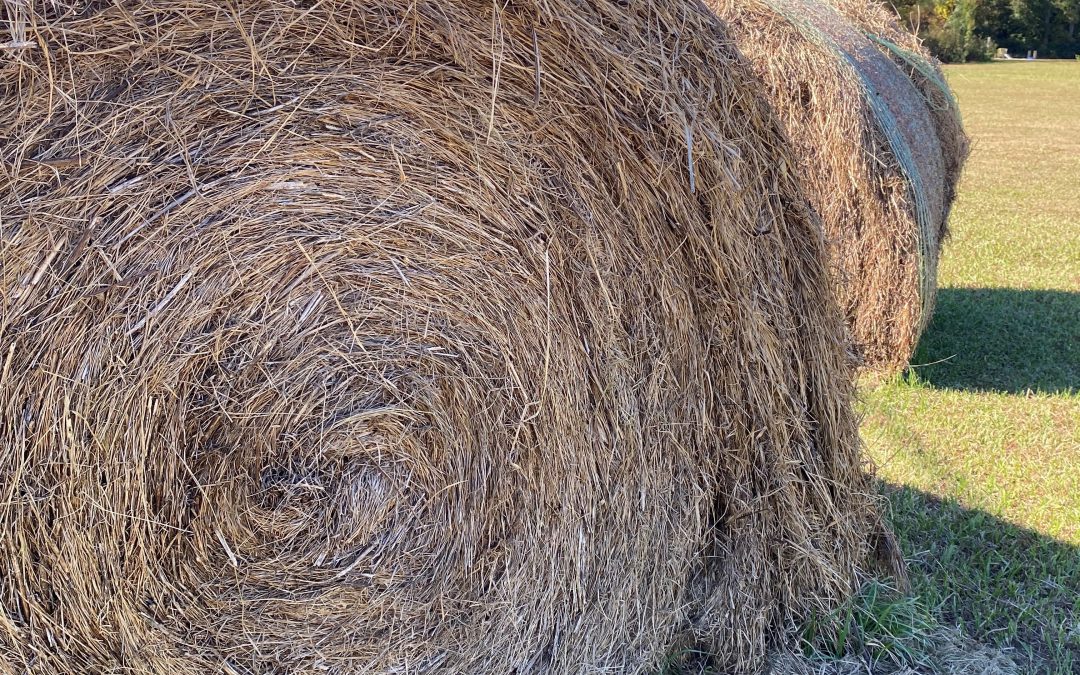 How Much is that Cheaper “Cow Hay” Really Costing You?