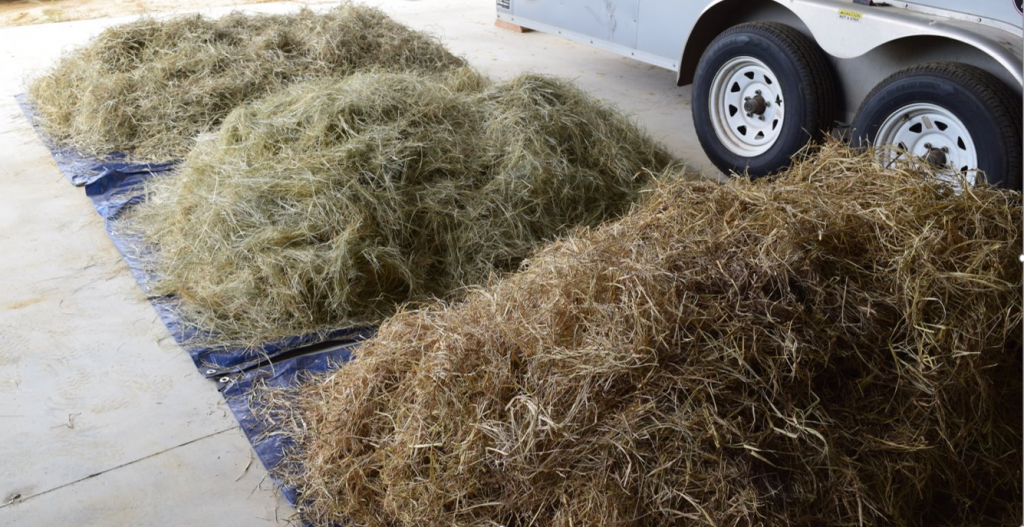 How Much is that Cheaper “Cow Hay” Really Costing You? Panhandle