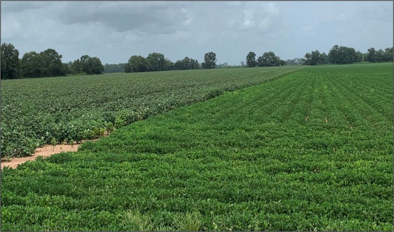 cotton and peanut field