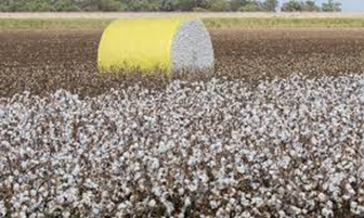 Cotton Marketing News:  Cotton Bulls Continue to Run