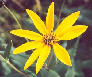 A Jerusalem artichoke flower