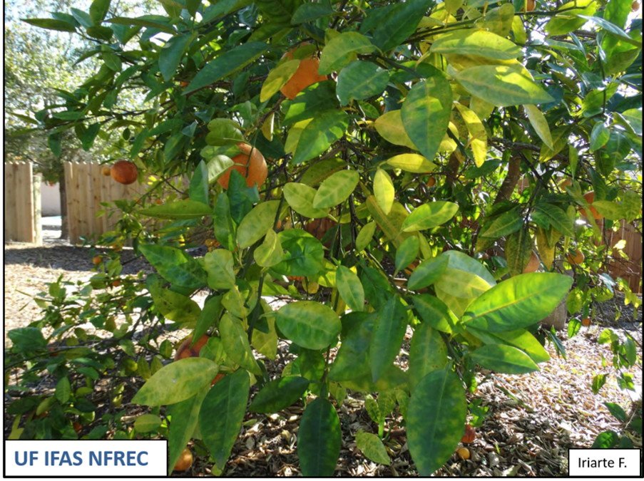 Citrus Greening (HLB) Update for North Florida and Georgia