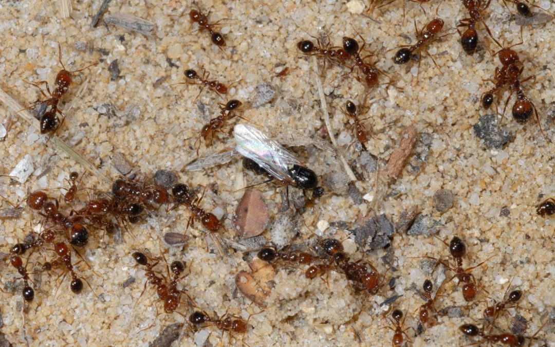 Managing Fire Ants in Citrus Groves