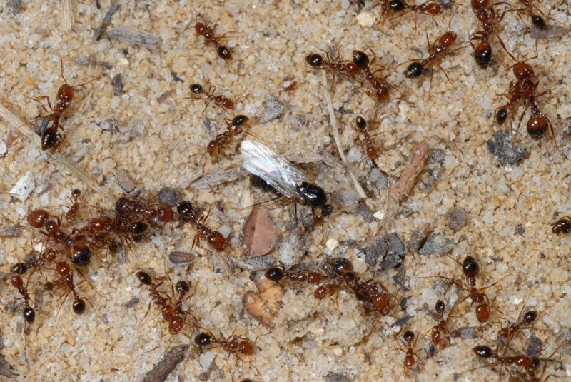 Red Fire Ants