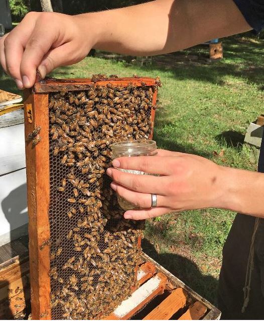 Keeping Your Hives Healthy Will Payoff When the Main Honey Flow Arrives