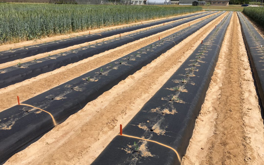 Tomato Varieties for 2022