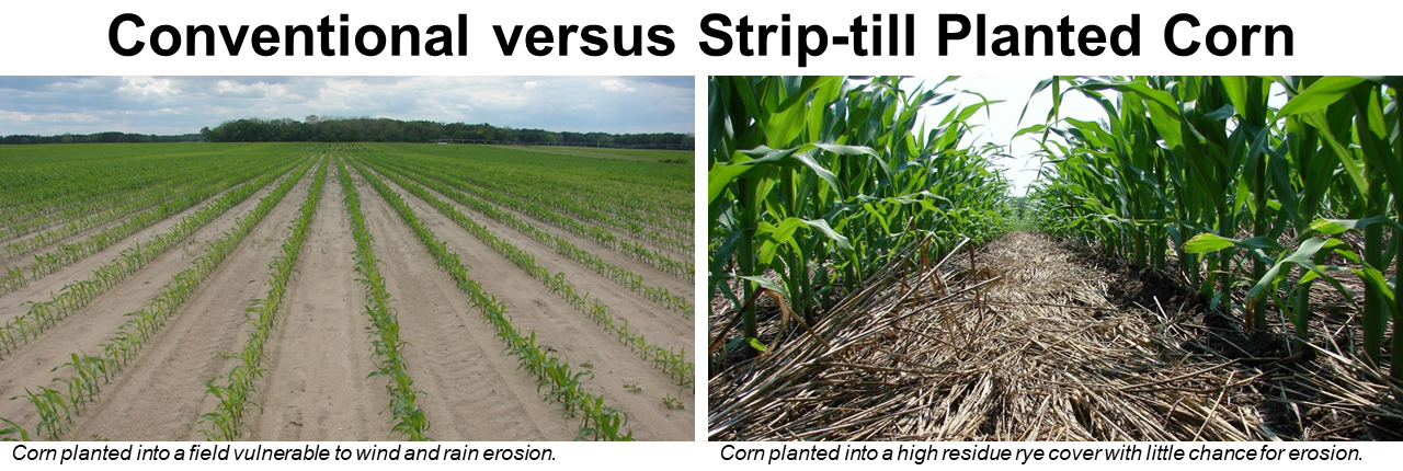 Conventional versus Strip-till Planted Corn