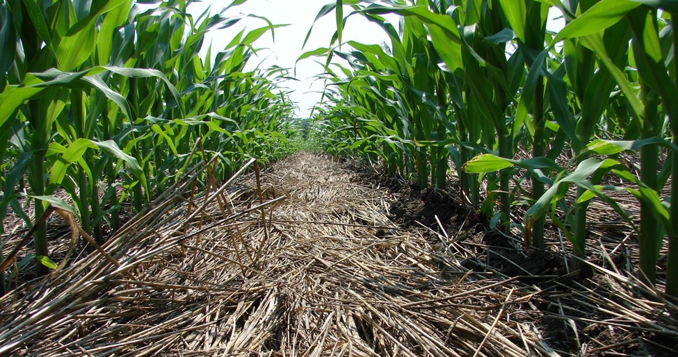 History of Conservation Tillage and Cover Crop Use in Florida