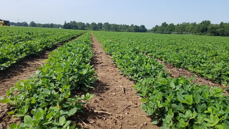 blooming peanuts | Panhandle Agriculture