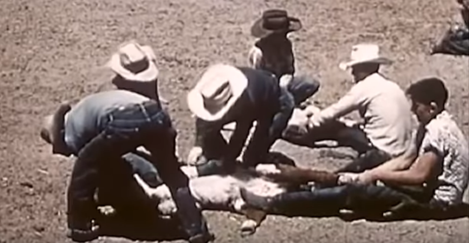 Friday Feature:  Herds West (1955 Beef Production)