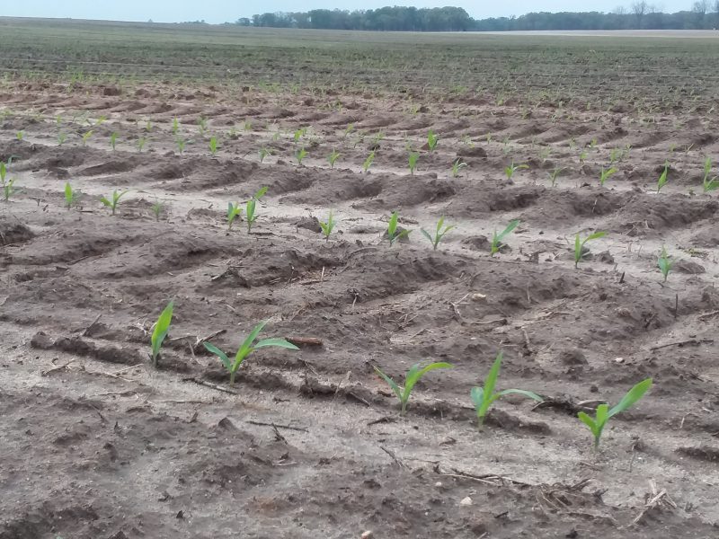 Emerging corn