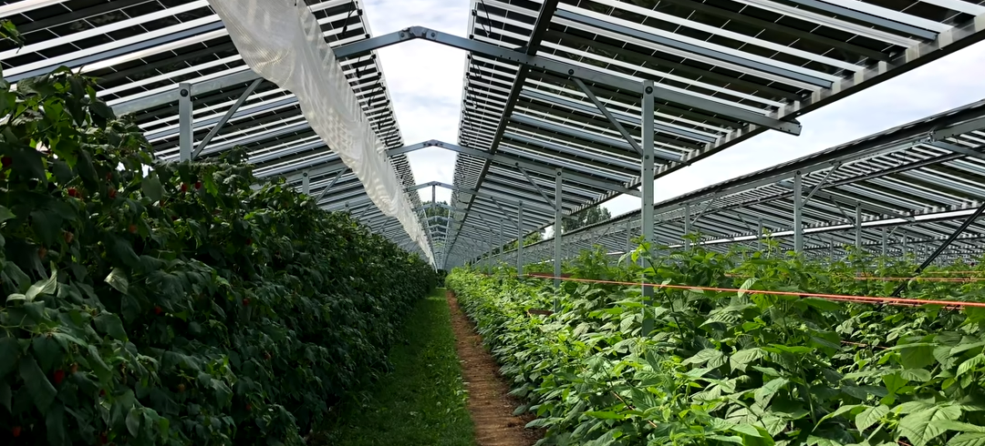 Friday Feature:  Agrivoltaics – Farming Under Solar Panels
