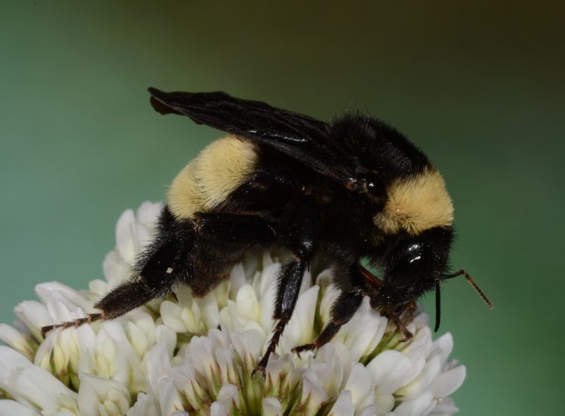 An American bumble bee pollinating white clover. Bumble bees are efficient pollinators of many crops and cover crops. Photo by B. Merle Shepard, Clemson University, Bugwood.org. 