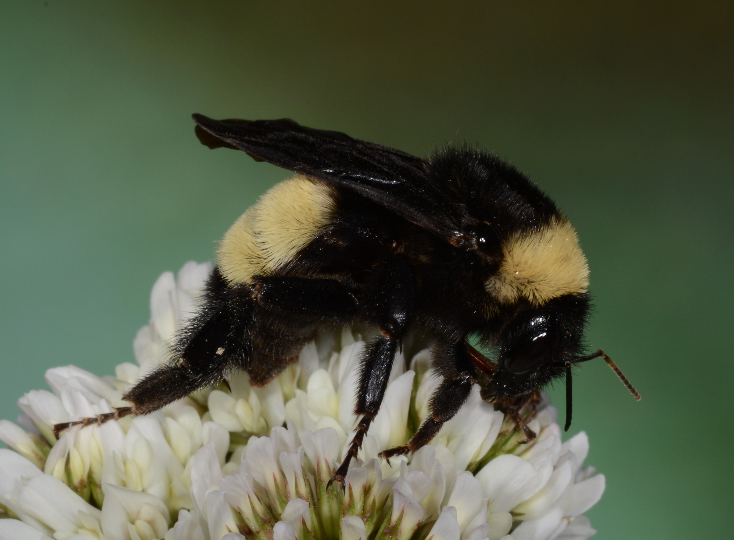 Bumble Bee - The Superheroes of Pollination