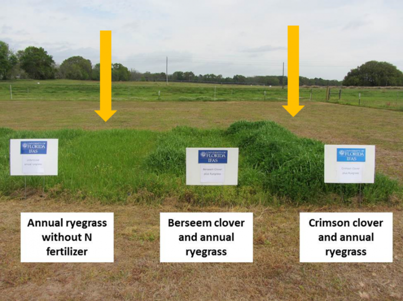 Figure 3 Ryegrass Fertilizer vs Clover graphic